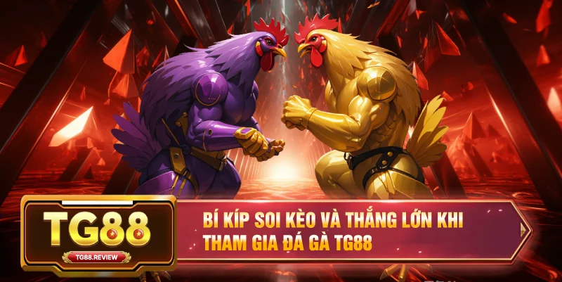 Bí kíp soi kèo và thắng lớn khi tham gia Đá Gà TG88
