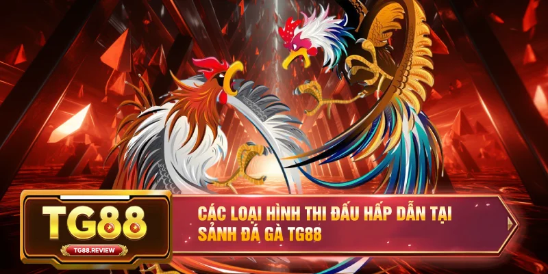 Các loại hình thi đấu hấp dẫn tại sảnh Đá Gà TG88